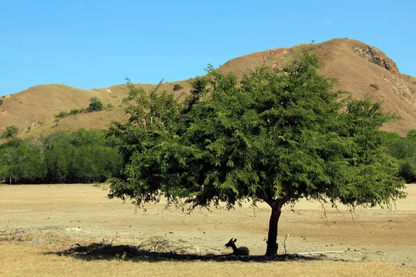 Rehe ruhen unter einem Baum — Stockfoto