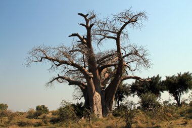 Okavango Baobab Ağacı