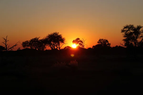 Amanecer en el Bush — Foto de Stock