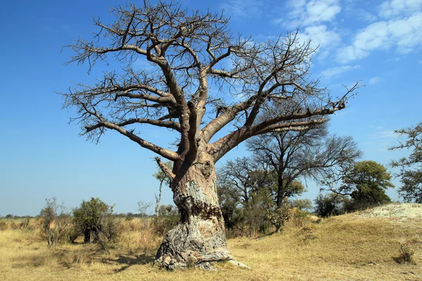 Baobab strom v Namibii — Stock fotografie