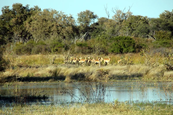 Khwai 강에 impalas — 스톡 사진
