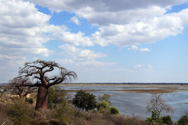 Río Chobe y Baobab — Foto de Stock