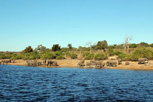 Elephant Herd on Riverside — Stock Photo, Image