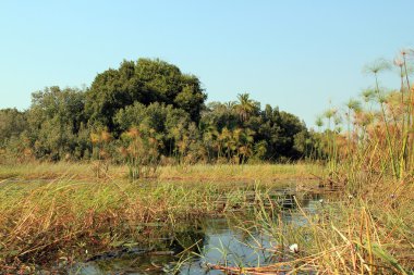 Okavango Delta Safari