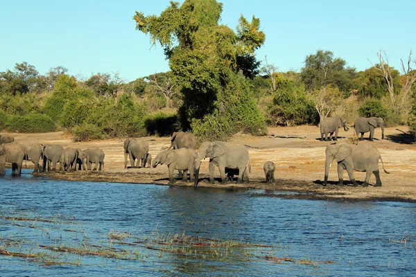 Elephant Herd on Riverside — Stock Photo, Image