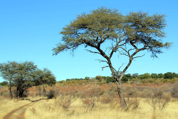 Parque Nacional Mahangu — Foto de Stock