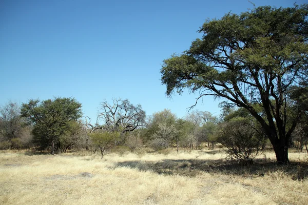 Okavango Delta Roadside — Stockfoto