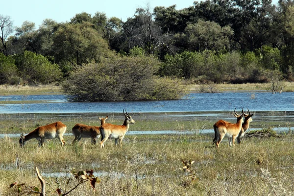 Manada de Lechwes Rojos — Foto de Stock