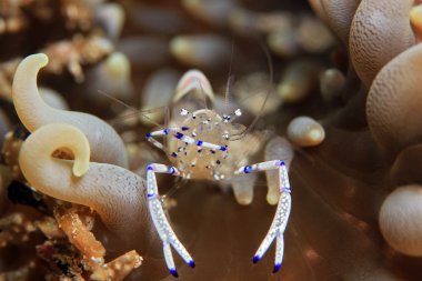 Beautiful Cleaner Shrimp clipart