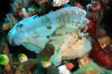Yaprak Scorpionfish yakın çekim