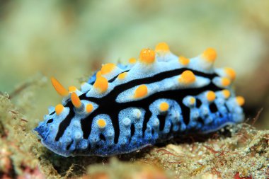Phyllidia Varicosa Nudibranch