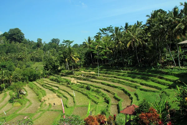 Rice Terraces of Bali — Stock Photo, Image