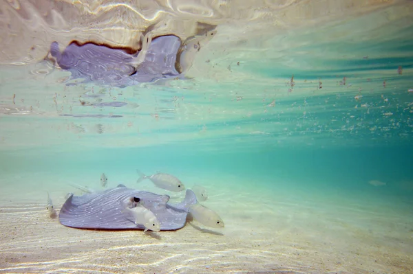 Stingray matalassa vedessä — kuvapankkivalokuva