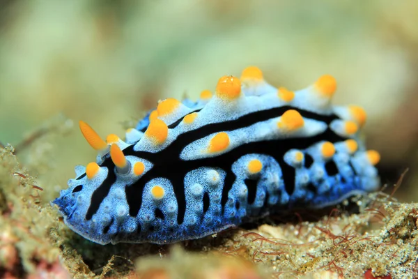 Phyllidia Varicosa Nudibranca — Foto Stock