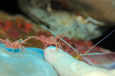 Cleaner Shrimps in Action clipart