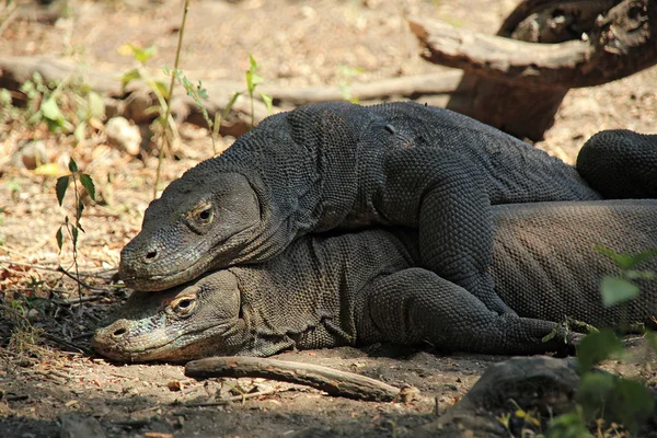 Mating Komodo Dragons — Stock Image Mating Komodo Dragons Royalty Free Stock Images