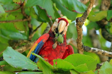 Scarlet Macaw Feeding in Tree clipart