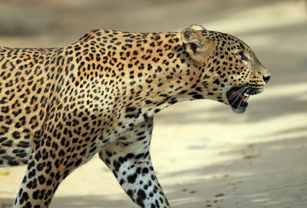 Nahaufnahme eines wandelnden Leoparden — Stockfoto