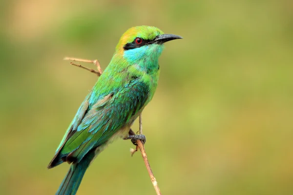 Grön biätarezelený bee-eater — Stock fotografie