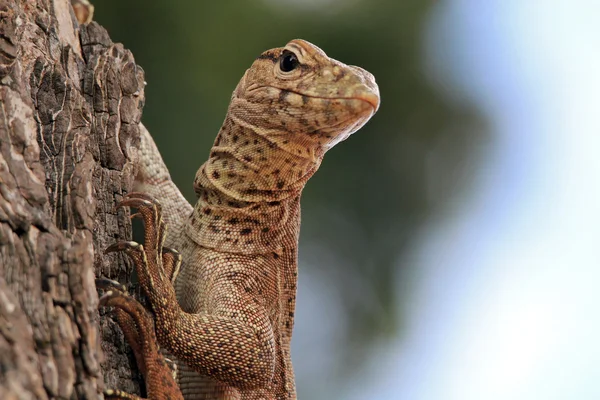 Mark Monitor i träd — Stockfoto