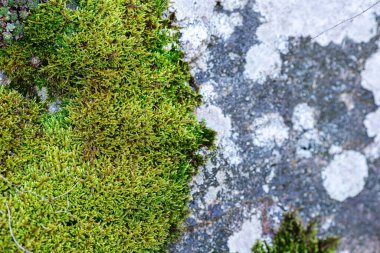 arkaplan yeşil yosun gri taş üzerinde liken ile.