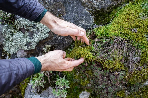 Zbliżenie Rąk Człowieka Rozrywających Mech Kamieni Lesie — Zdjęcie stockowe