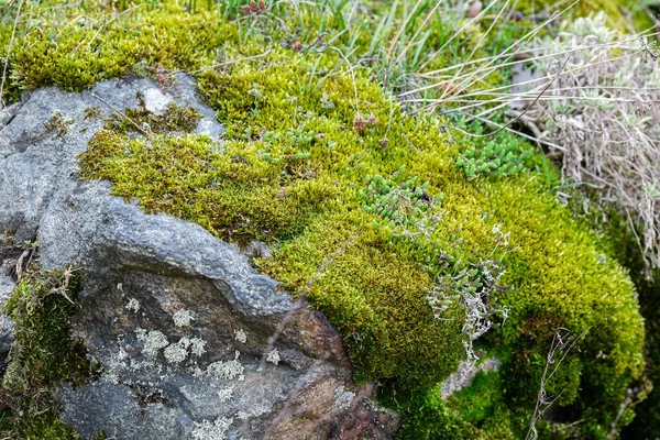 Achtergrond Groen Mos Grijze Steen Met Korstmos — Stockfoto