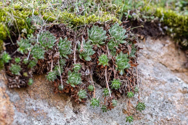 Las Plantas Suculentas Crecen Cerca Una Piedra Granito Entre Hierba —  Fotos de Stock