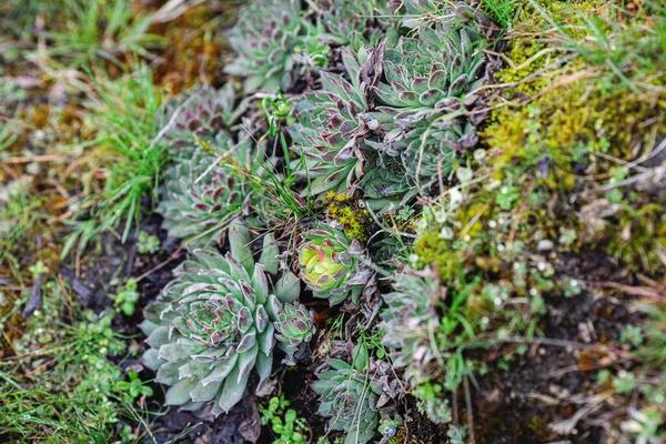 Mini Tuin Van Vetplanten Mos Close — Stockfoto