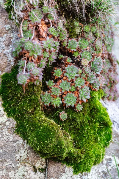 Succulent Plants Grow Granite Stone Grass Moss — Stock Photo, Image