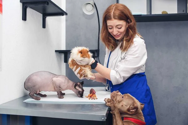 Weterynarz Dziewczyna Trzyma Świnkę Morską Kot Sfinks Pchła Zabawki Siedzą — Zdjęcie stockowe