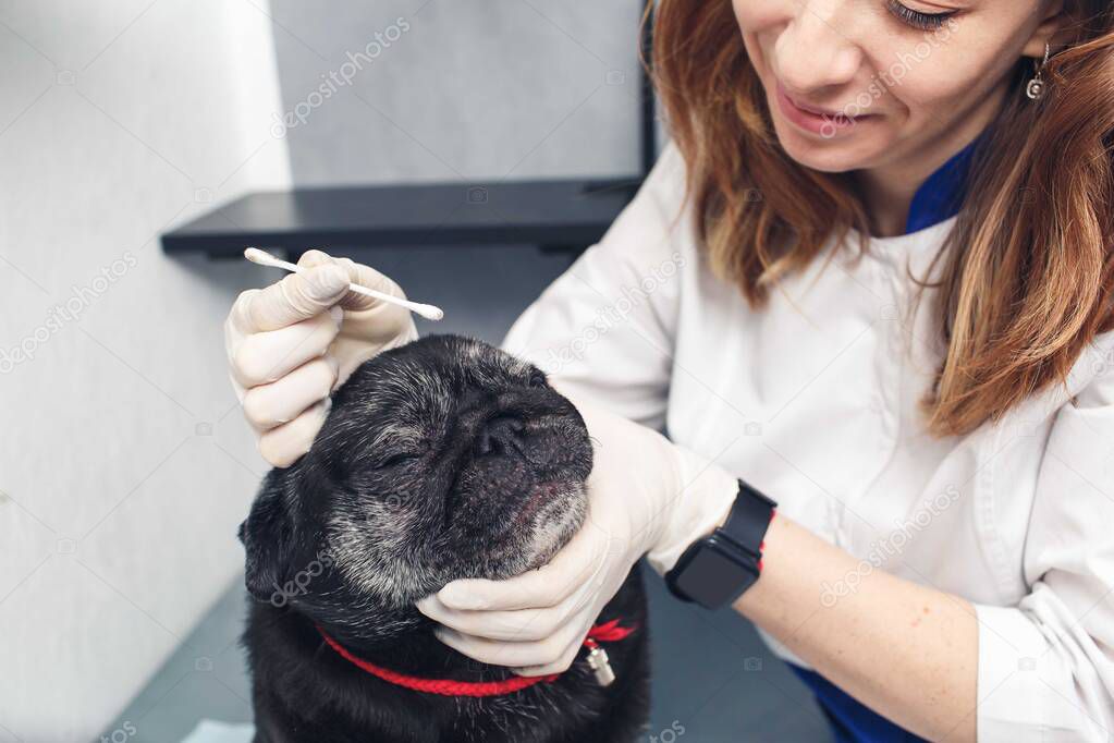 a veterinarian in the clinic wipes the pug's nose with a cotton swab. Care and hygiene of folds and nose in flat-faced dogs.
