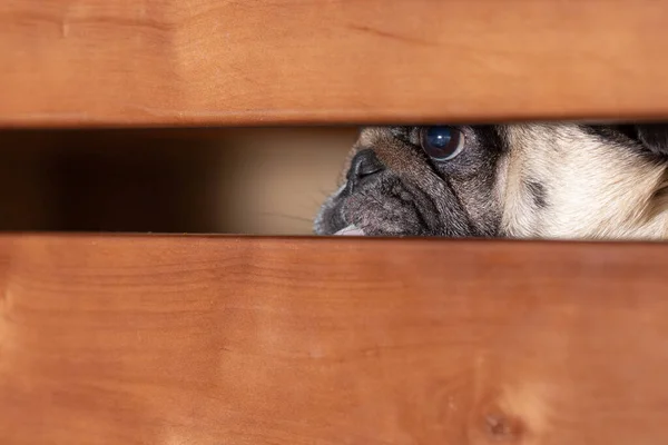The pug looks sadly into the gap between the boards. Quarantine concept. — Stock Photo, Image