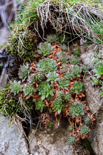 Las plantas suculentas crecen cerca de una piedra de granito entre hierba y musgo —  Fotos de Stock