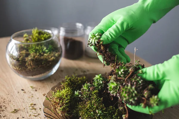 stock image close-up of hands in gloves take succulents for transplanting into a vase.