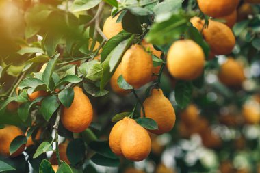 Limon ağacında olgun sarı-portakallı limonlar.