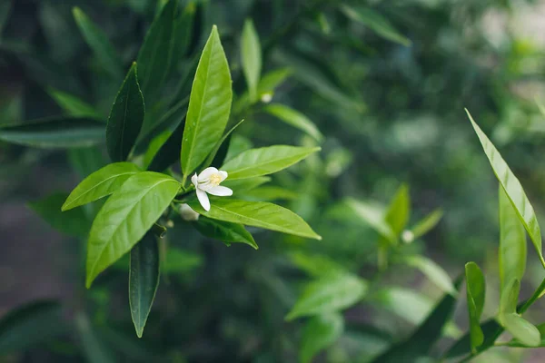 Close-up de um botão de uma árvore de tangerina florescente. — Fotografia de Stock