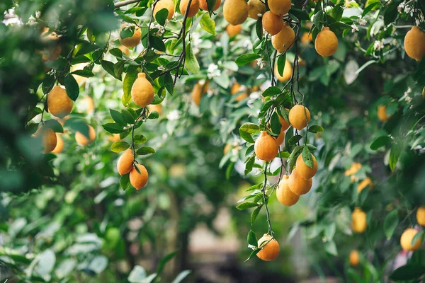 Mogna gul-orange Meyer citroner på ett citronträd. — Stockfoto