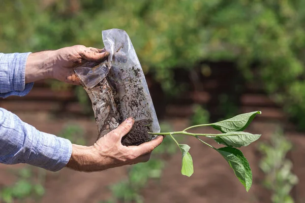 Gros Plan Jardinier Extrait Germe Aubergine Une Pellicule Plastique — Photo