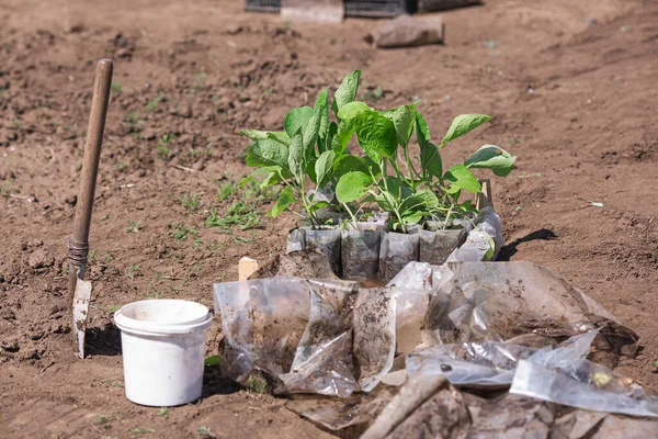 Plantes Aubergines Dans Des Emballages Plastiques Dans Jardin — Photo