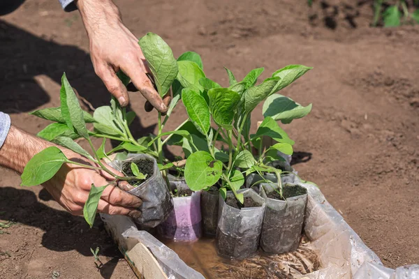 Plantes Aubergines Dans Sac Plastique Dans Une Boîte Jardinier Sort — Photo