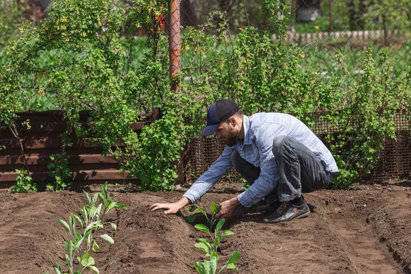 El hombre barbudo planta plántulas de berenjena en el suelo — Foto de Stock