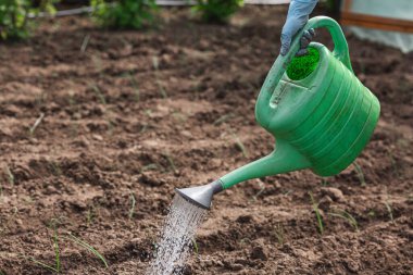 Sebze bahçesinde yeşil bir sulama kabını suluyorum.