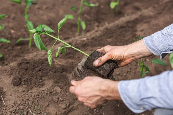 Le jardinier sort le poivron du pot pour le planter dans le sol — Photo