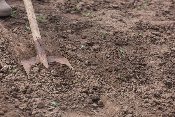 Avec une pelle pour creuser le sol d'un potager — Photo