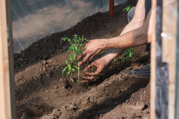 Le jardinier plante des plants de tomate dans la serre — Photo