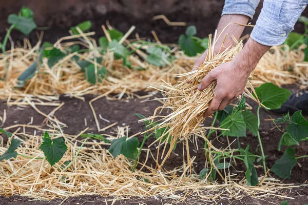 Recouvrir les jeunes plants de concombre de paillis de paille pour les protéger contre le séchage rapide et lutter contre les mauvaises herbes dans le jardin — Photo