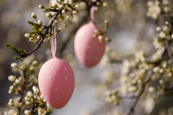 Ovos de Páscoa pendurados na árvore de ameixa florescente — Fotografia de Stock