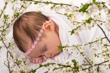 Bahar çiçeği Erik çiçekleri, uyuyan bebek