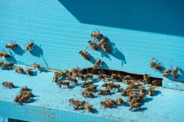 Arılar mavi kovan arı kovanı girişinde bol
